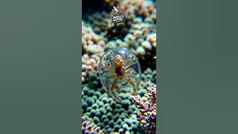 Rare Insect Dance simple compose