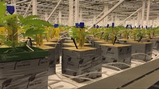VERIFY: Will medical marijuana be ready in Ohio by the upcoming deadline