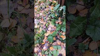 Лесная мышка меня не боится #дикаприрода #животные