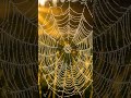 Morning's First Kiss: Dewdrop Symphony on a Spiderweb 🕷️✨ #Shorts