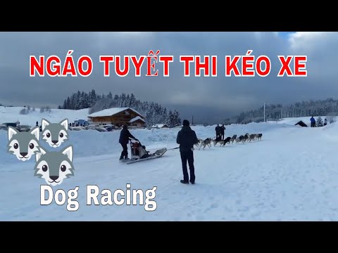 Video: Đi đâu để Chó Kéo Xe Trượt Tuyết