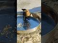 🐦‍⬛🐦‍⬛brown rock chat bird eating food #short #birds #food #eating #love #cute #trending