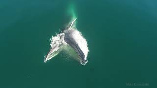 Surface feeding fin whale