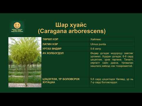 Видео: Картуудыг хэрхэн алга болгох вэ: 12 алхам (зурагтай)