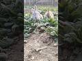 rabbit #rabbit #animals #nature #cute #shorts