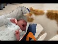 【新生児と猫】生後22日の赤ちゃんと沖縄の我が家へ。猫のあまくんは優しくしてくれるかな?