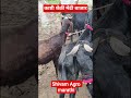 #शेळी मेंढी बाजार काष्टी #शेळीपालन #मेंढीपालन #farming #gotfarming #shivamagromarathi #viral #cow