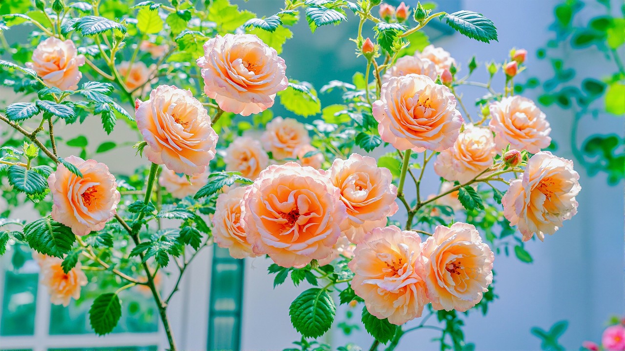 Расслабляющая музыка 🌸 Избавьтесь от негативной энергии и исцелите свое сердце ~ Идеально подходи...