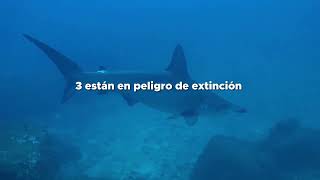 Nuestra fauna marina se encuentra en grave peligro, con diversas especies en amenaza de extición