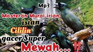 Masteran Murai irian isian Cililin...‼️GACOR SUPER MEWAH