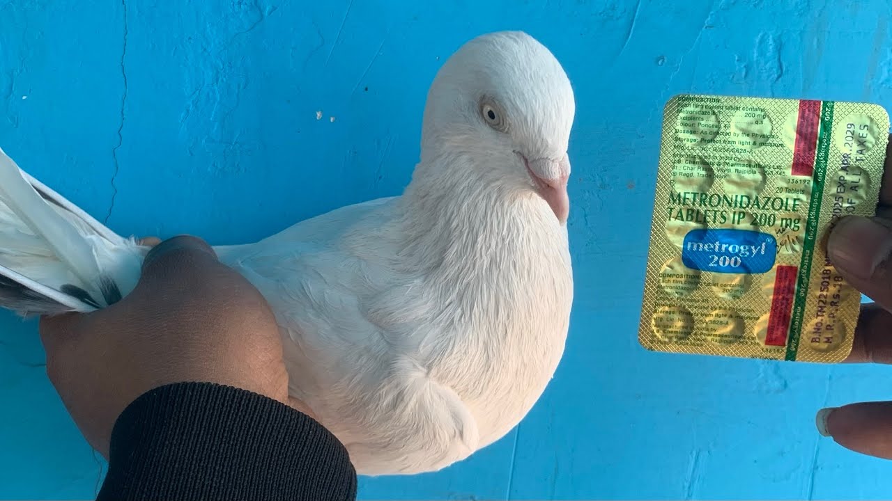 Kabutar￼ Ke mhu  ka Ilaaj￼ 1 no kabutar 🕊️🕊️ Teen khurak ￼ mein ekdam Theek ￼