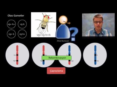 Video: Rekombinasyon türleri nelerdir?