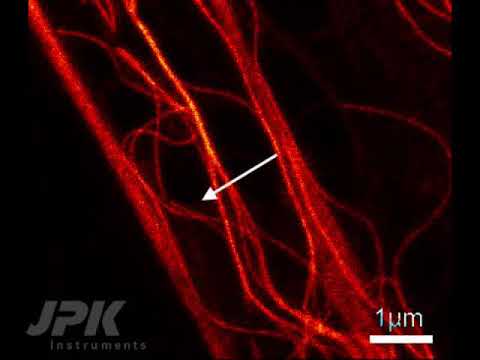 Correlative AFM and STED – Rupture of microtubules in real-time - YouTube
