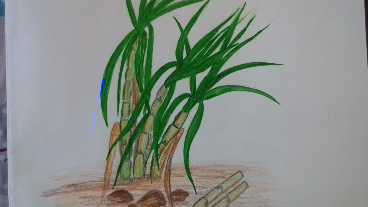 How To Draw Sugarcane In Easy Way YouTube