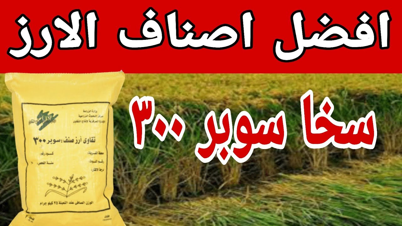ارز سخا سوبر 300 - اعلي انتاج للفدان 6 طن  افضل انواع الارز -  ارتفاع بيع سعر الارز للفلاح