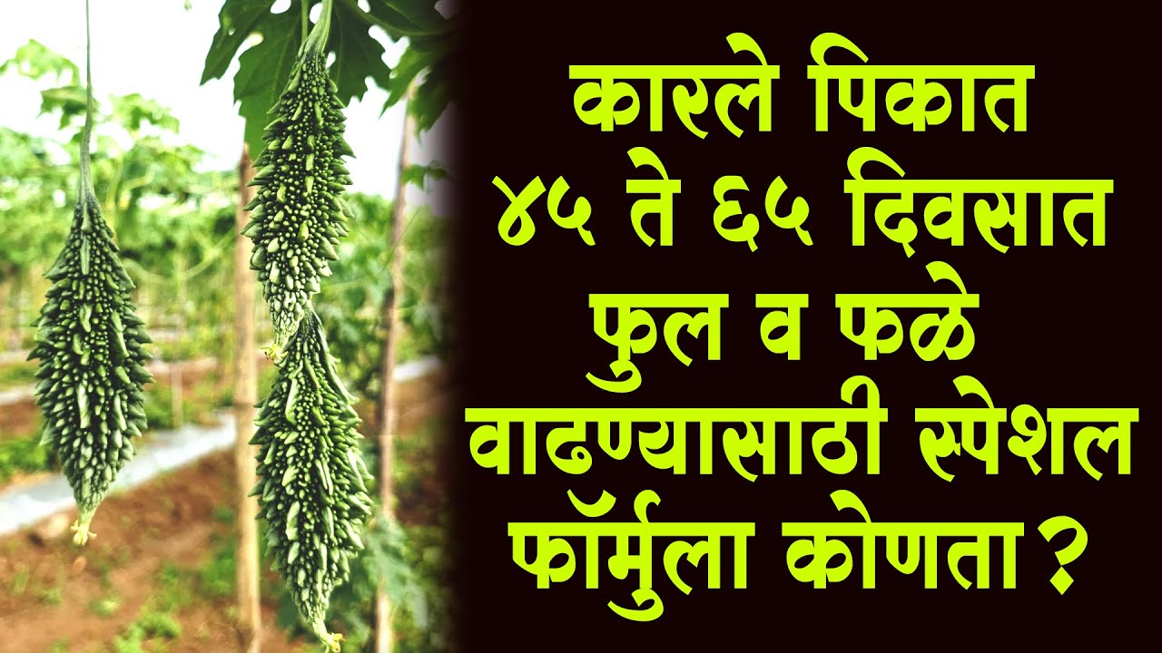 #कारले पिकात 45 ते 65 दिवसात #फुल व #फळे वाढण्यासाठी स्पेशल फॉर्मुला कोणता?।#Doctor_Kisan#farming।