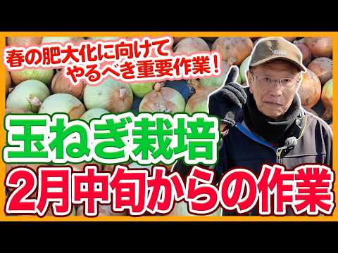 ✽onion農家✽玉ねぎ様 Care for onions in your home garden or farm from mid-February