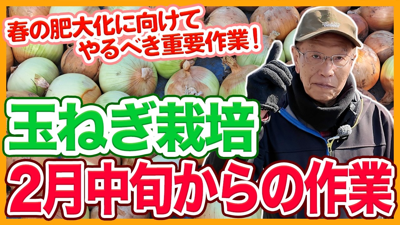 家庭菜園や農園の玉ねぎ栽培で2月中旬以降のお世話！春の肥大化に向けた重要作業と玉ねぎの育て方！【農家直伝】