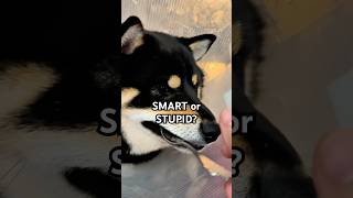 Dog OUTSMARTS owner with lifehack #cutenessoverload @Eeveebork