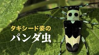 Common Species] The 
