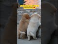 Cutest video you will see on internet today ♥️ #dog #love #life #animals #viral #shorts #shortsfeed