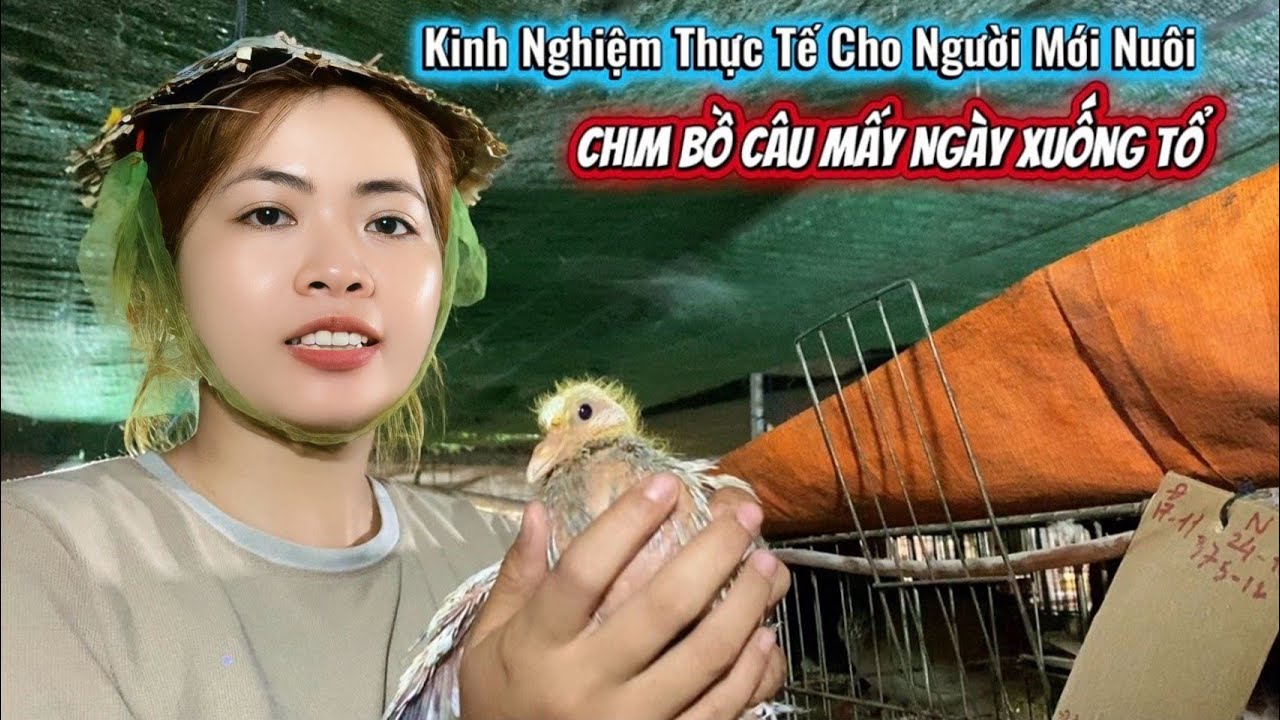 Chim Bồ Câu Mấy Ngày Xuống Tổ? Kinh Nghiệm Thực Tế Cho Người Mới Nuôi
