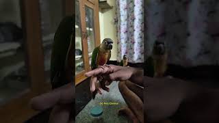 Conure epdi saapadu kekum? Cuteness Overload 🦜 | Tamil #shortvideo #trending #pets #sgpetschennai