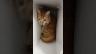 2 Saattir Kedi Arıyorum