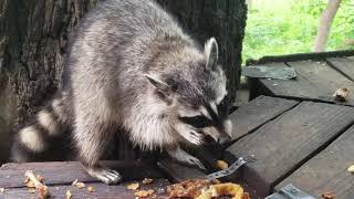 Racoon & Fried Chicken Dinner @ Alpine Inn Omaha