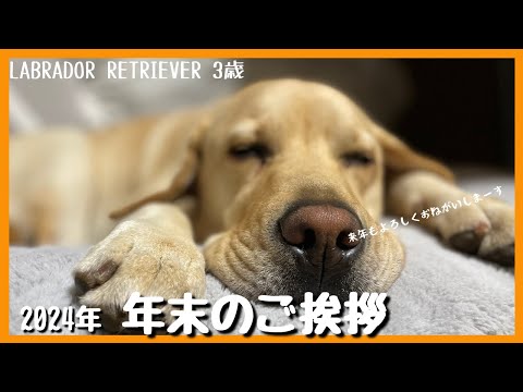 【ラブラドールレトリーバー】年末もコタツムリを決め込んだ大型犬 2024年ありがとうございました