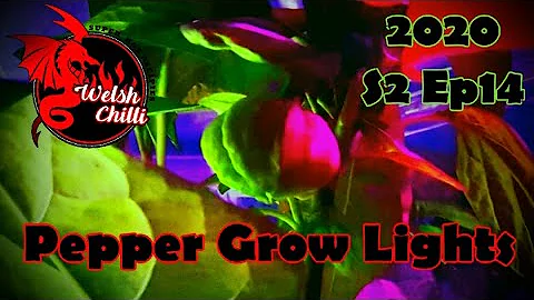 PEPPER GROW LIGHT and What color lights do peppers need ?