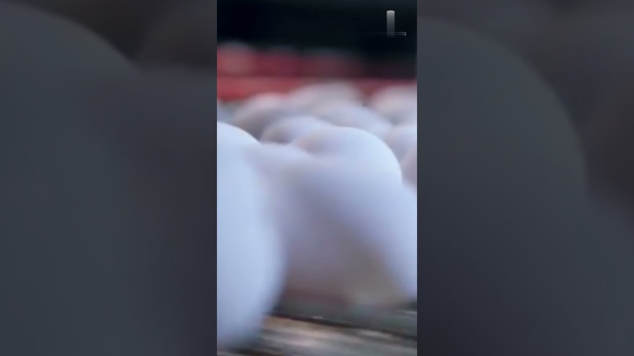 # Eggs provide protein, 13 essential vitamins , minerals and omega-3 fatty acids  # You Tube Shorts