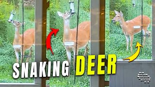 Deer Snaking the Food Out of a Bird Feeder Using Its Tongue