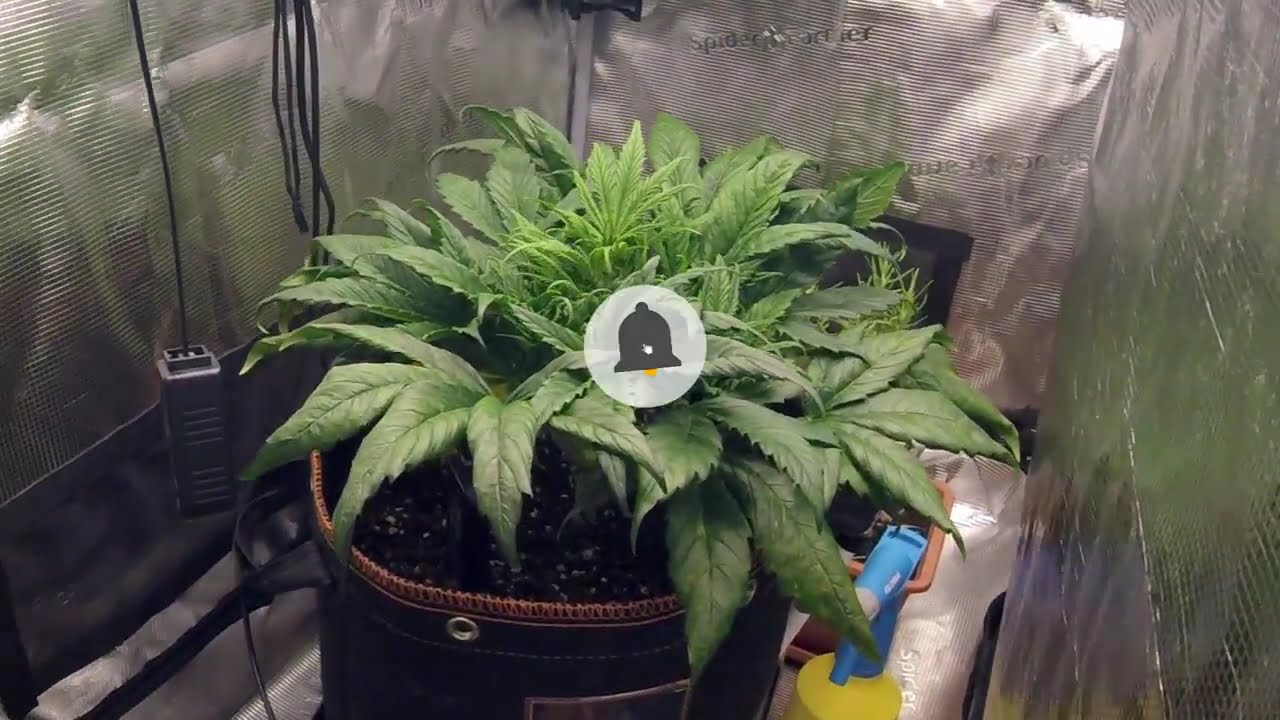Day 32-37 Orange Sherbet Auto #2 Timelapse 