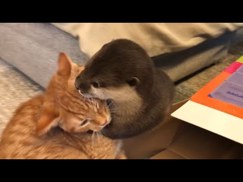 カワウソさくら プールの組み立てを手伝ってくれるカワウソ子猫 Helping to assemble the pool Otter and kitten