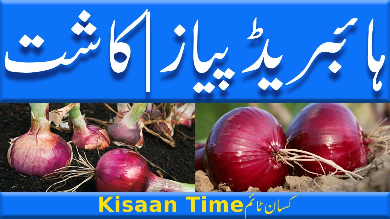 Hybrid onion farming in Pakistan hybrid onion hybrid onion seeds hybrid onion farming kisan time