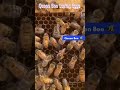 Queen bee laying  eggs facts generalknowledge amazingfactshindi studyfact eggshorts bee