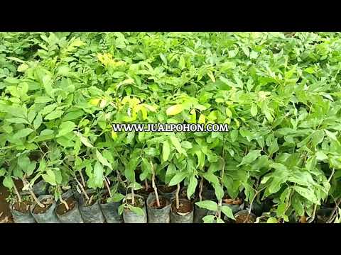Mulai Berkebun dengan Bibit Kelengkeng Kristalin Berkualitas!