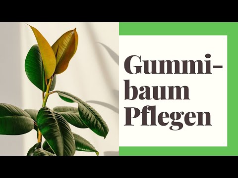 Video: Gummipflanzen