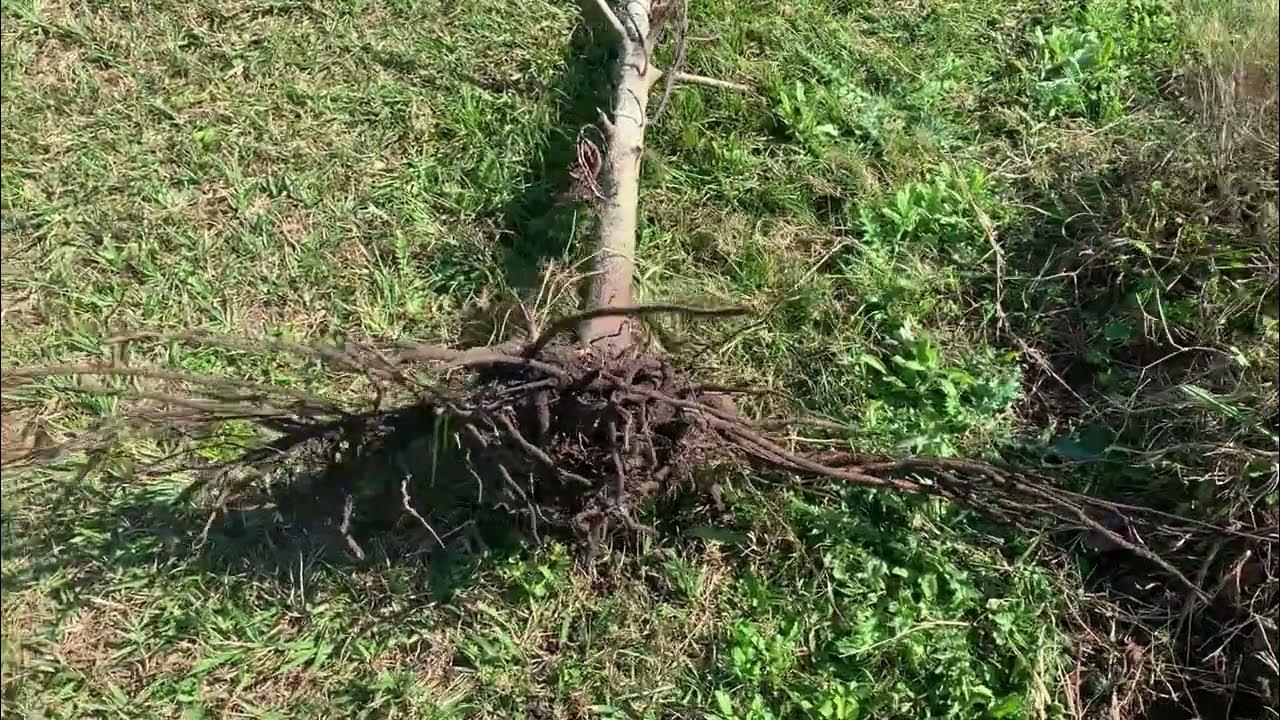 Avocado tree roots YouTube
