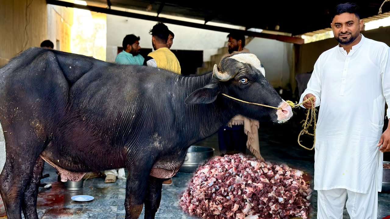 Walima ka Janwar Sari  Zimadari meri 🐄