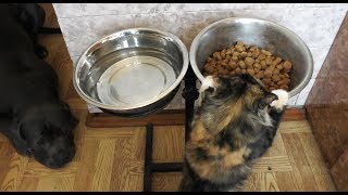Киска и собачья миска | Cat and dog bowl Киска и собачья миска | Cat and dog bowl