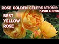 GOLDEN CELEBRATION - best yellow rose. English Shrub Rose Bred By David Austin.