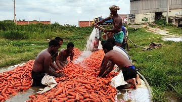 10000 kg fresh carrot washing by traditional way in Bangladesh | Fresh carrot cleaning process |