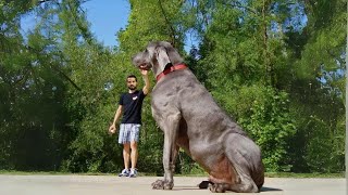 Big Dog Alert: Top 15 Largest Breeds