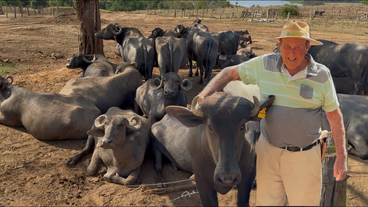 SÓ USO GORDURA DE PORCO E TOMO LEITE DE BÚFALA TIRADOS DAQUI, 88 ANOS CHEIO DE ENERGIA E SAÚDE .