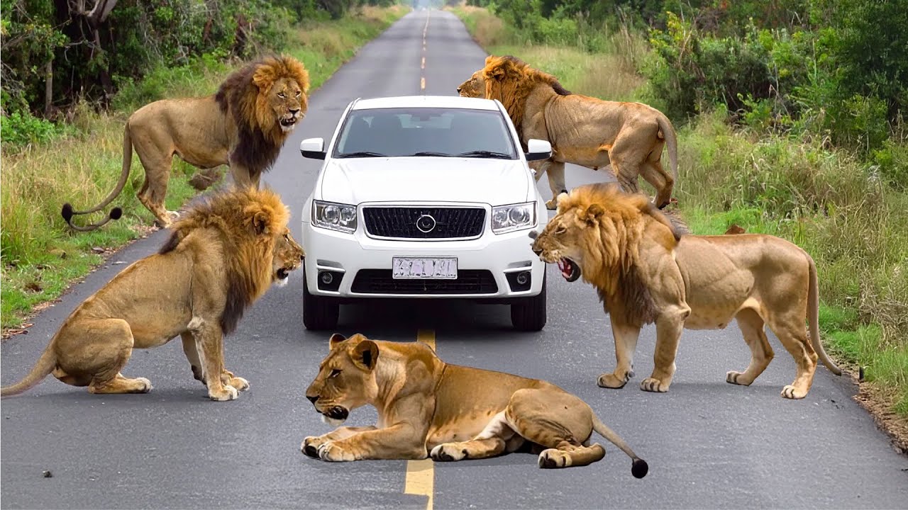 Lion Attack in Jungle | Animal Attack Survival Short Film