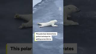 Polar Bear Perfectly Demonstrates How to Cross Thin Ice