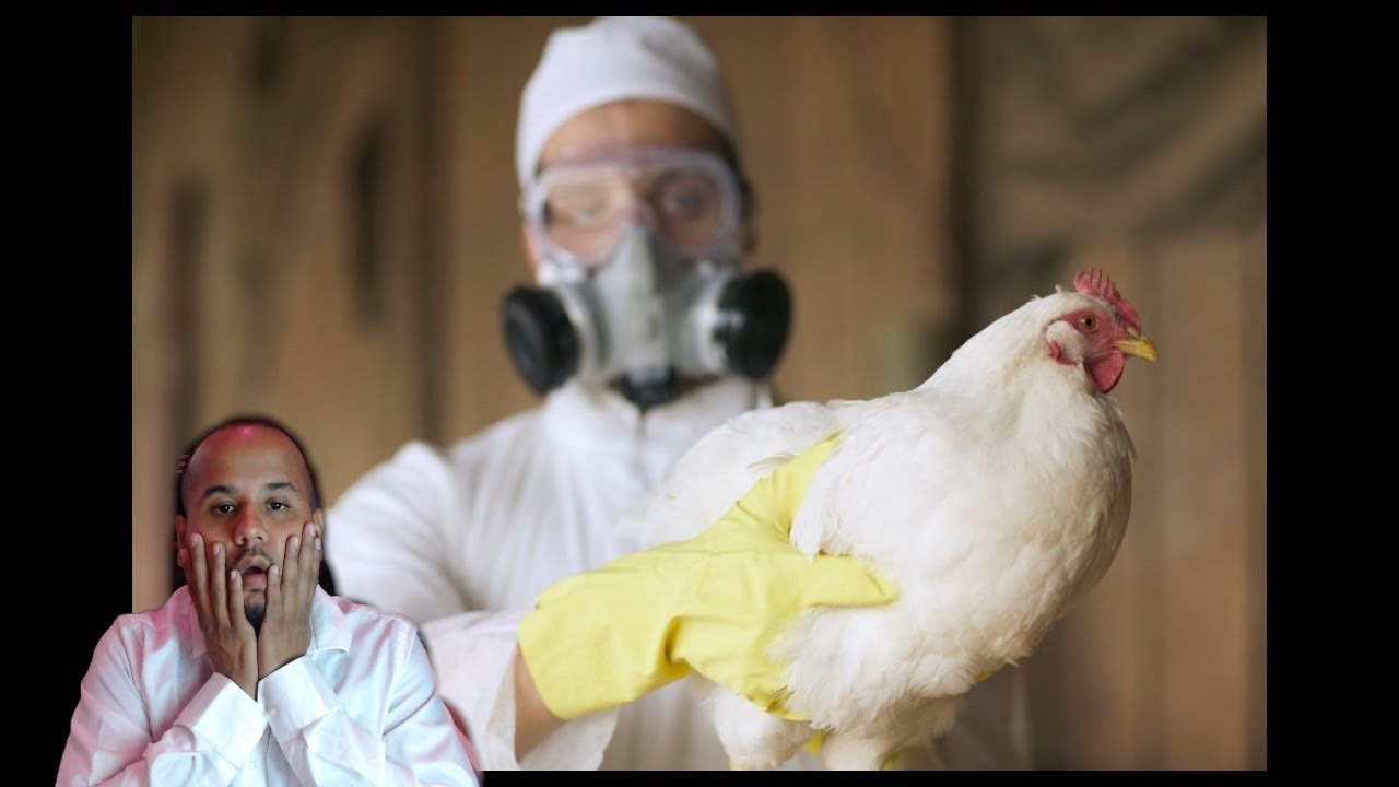 California Declares Emergency Over Bird Flu - Is a Pandemic Next? - YouTube