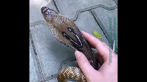 Snake Video | snack video | snake video | snack status | snakes #shorts